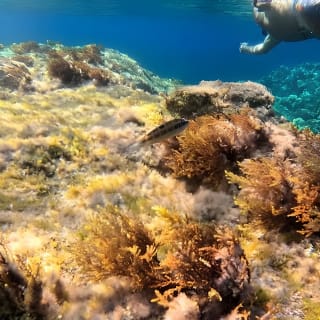 Kayaking, snorkeling and homemade pizzas. 5