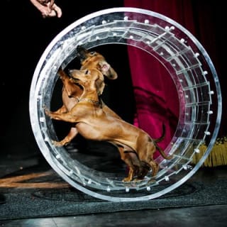 Popovich Comedy Pet Theater at Planet Hollywood Resort and Casino 7