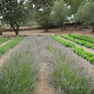 Eco Herbes - Guided Visit to the botanical garden 3