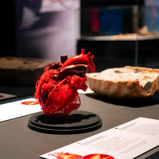 Body Worlds: The Anatomy of Happiness - Gift Card 4