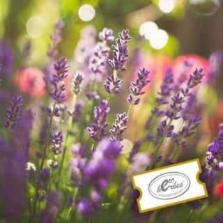 Eco Herbes - Guided Visit to the botanical garden 4