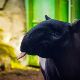 Wilder Institute's Calgary Zoo: Entry Ticket 11