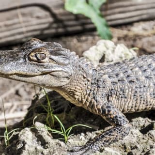 Miami Combo: Tour in autobus, crociera nella baia e Everglades 15