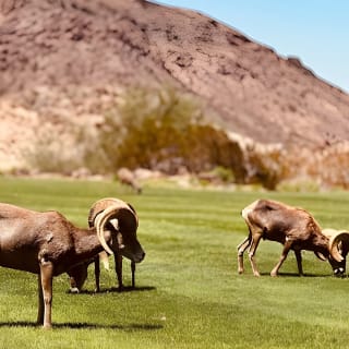 Hoover Dam Experience & BBQ: America250 Tour Options 8am or 6pm 22