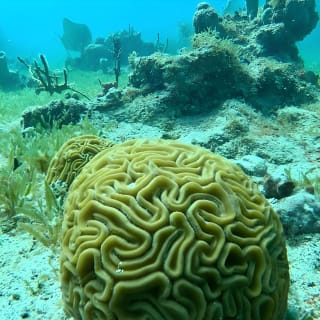 Discover Scuba Diving in San Juan: Perfect for First-Time Divers 9