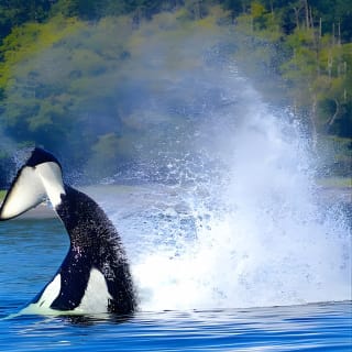 Ultimate Marine Whale & Wildlife Tour 16