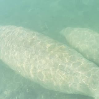 Einsteigerfreundliches Insel-Schnorcheln 4