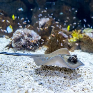 Poema del Mar - Gran Canaria Aquarium: جانبوٽوم (ترتيب ڏڻ).

 6