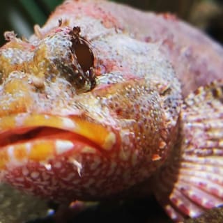 Acuario de Lanzarote: Entrada sin colas 8