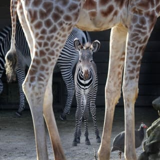 PARC ZOO ARTIS à Amsterdam 1