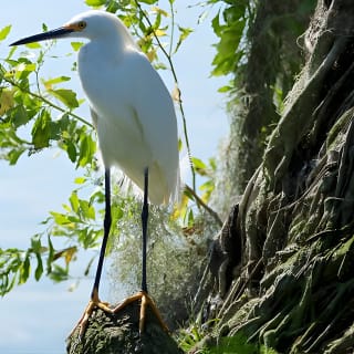1-Stunden-Historischer Wildlife-Tour durch die berühmte Kette der Seen 3