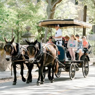 Daytime Horse-Drawn Carriage Sightseeing Tour of Historic Charleston 7