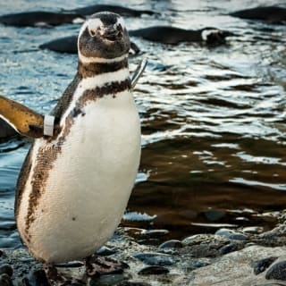 Aquarium du Pacifique : évitez la file d'attente 4