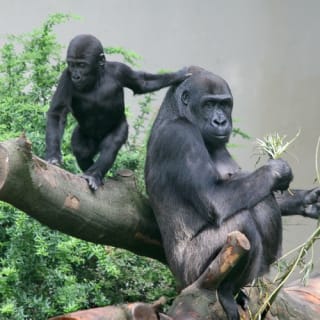 PARC ZOO ARTIS à Amsterdam 2