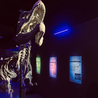 Dinosauri: l’odissea immersiva 4