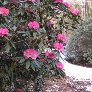 Skip-the-Line: Botanic Garden Entry Ticket 6