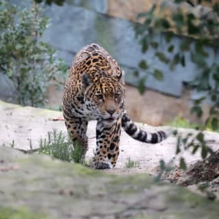PARC ZOO ARTIS à Amsterdam 3