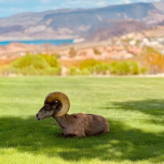 Hoover Dam Experience & BBQ: America250 Tour Options 8am or 6pm 23