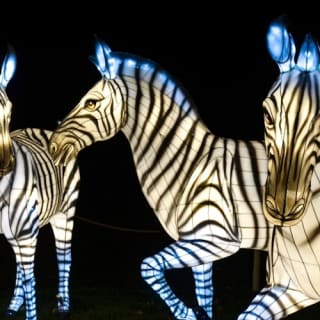 Bronx Zoo: Holiday Lights Tickets 1
