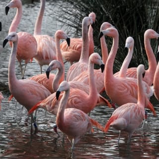 PARC ZOO ARTIS à Amsterdam 5