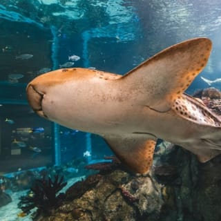 Toledo Zoo & Aquarium: boleto de entrada 8