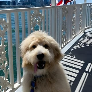 Dog Day of Summer Harbor Cruise in Boston 10