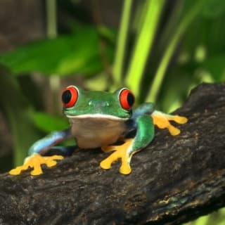 PARC ZOO ARTIS à Amsterdam 6