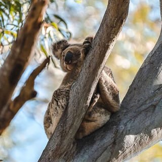Excursión de un día a la isla Stradbroke desde Brisbane 5