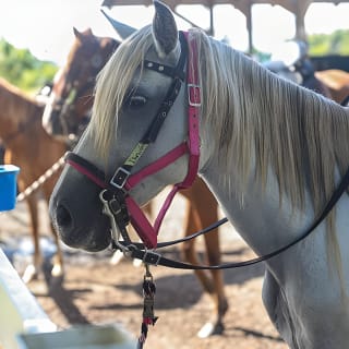 Horseback Riding Tour at Private Ranch 5
