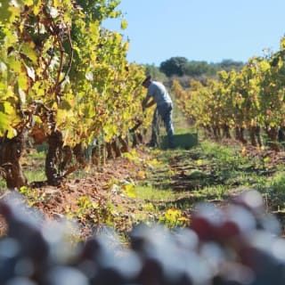 Bodega Doña Felisa: Visita guiada y cata de vinos o comida 6