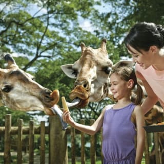 Singapore Zoo: Meet orangutans, snakes and more 1