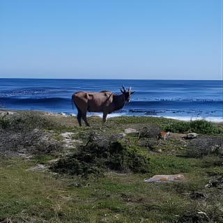 Cape Point and Boulder's Penguins Full Day Tour 11