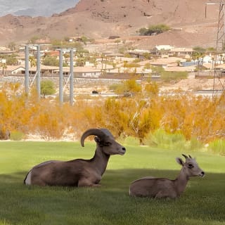 Hoover Dam Experience & BBQ: America250 Tour Options 8am or 6pm 24