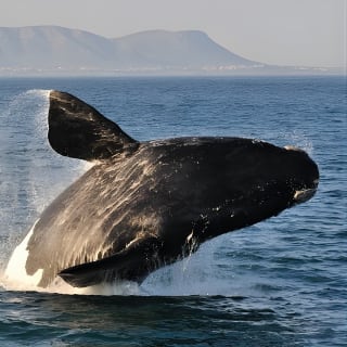 From Cape Town: Full Day Guided Hermanus Explorer Tour 9