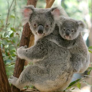 Entrada al Santuario de Koalas Lone Pine con crucero por el río Brisbane 1