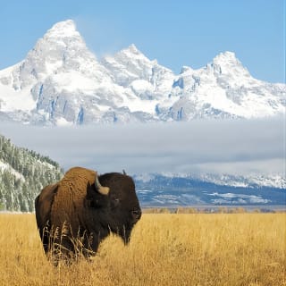 Grand Teton Self-Guided Driving Audio Tour 5
