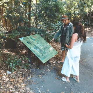 Excursión a Springbrook y al bosque tropical de Tamborine, incluyendo el puente natural y la cueva de las luciérnagas. 2