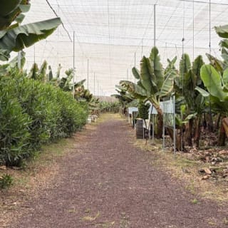 Tenerife: Excursión a la Plantación de Plátanos y Bodega + Cata de Vinos 2