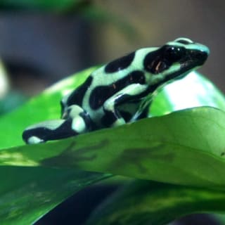 Peoria Zoo 2
