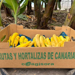 Tenerife: Excursión a la Plantación de Plátanos y Bodega + Cata de Vinos 3