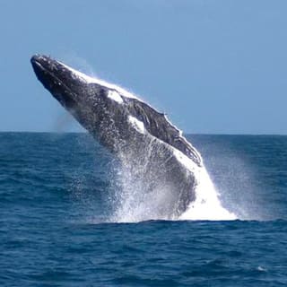 Tangalooma Island Resort Whale & Dolphin Watching Day Cruise 1