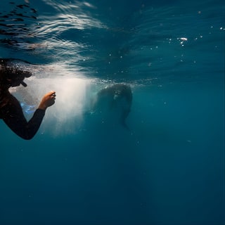 Nagez avec les baleines Gold Coast 2