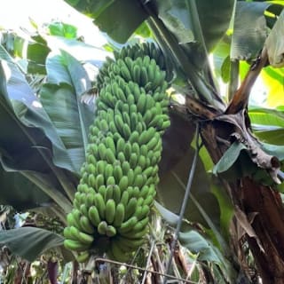 Tenerife: Excursión a la Plantación de Plátanos y Bodega + Cata de Vinos 5