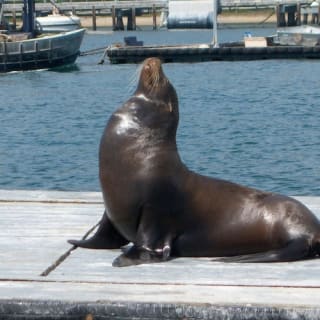 San Diego Harbor : croisière 2 heures avec guide en direct 11