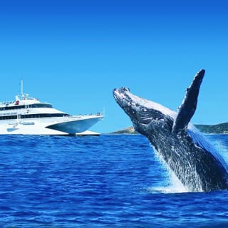 Tangalooma Island Resort Whale & Dolphin Watching Day Cruise 3
