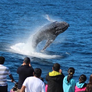 Tangalooma Island Resort Whale & Dolphin Watching Day Cruise 5