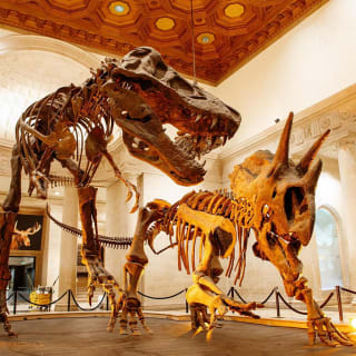 Musée d'histoire naturelle de Los Angeles: billet d'entrée 2