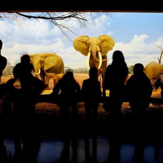 Musée d'histoire naturelle de Los Angeles: billet d'entrée 4