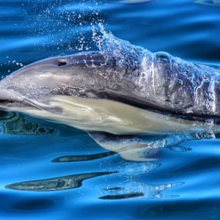 Half Day Dolphin & Wildlife Cruise - Tauranga 3