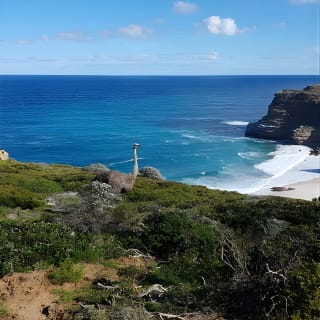 Cape Point and Boulder's Penguins Full Day Tour 12